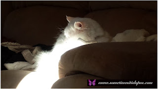 Photo of Percy, white long-haired cat.