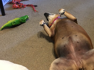 Image: dog, lying on her back with her legs up in the air, with toy crocodile also on its back with legs in the air.
