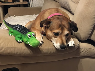 Image: Sad dog, with toy crocodile leaning over arm of lounge.